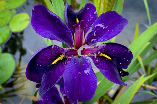 Black Gamecock Iris