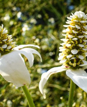 Yerba Mensa