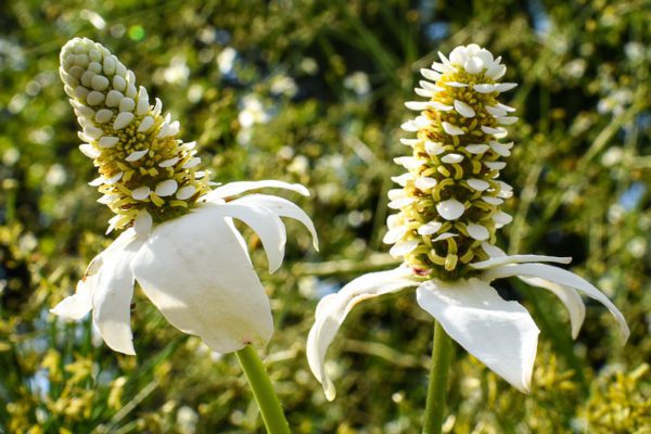 Yerba Mensa