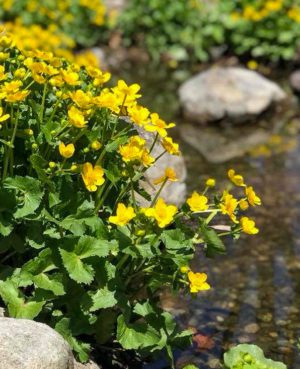 Marsh Marigold