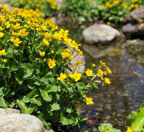 Marsh Marigold