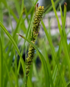 Tussock Sedge