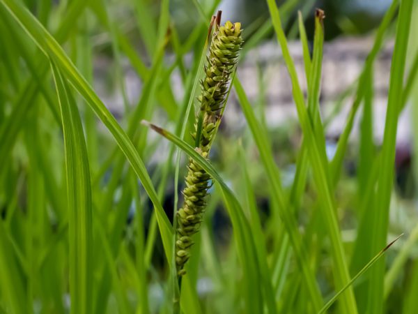 Tussock Sedge