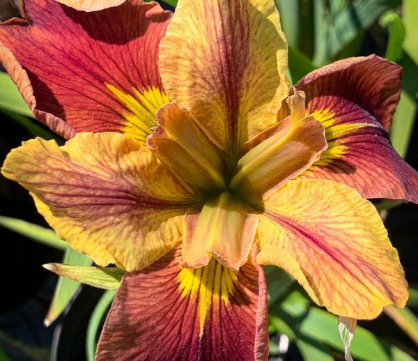 Window Shopping Iris