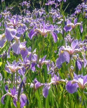 Blue Flag Iris