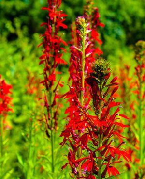 Cardinal Flower