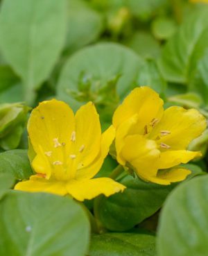 Creeping Jenny