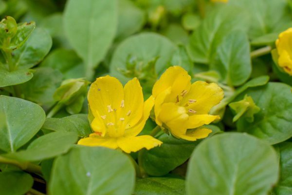 Creeping Jenny