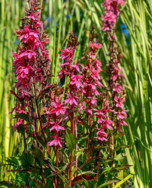 Pink Cardinal Flower