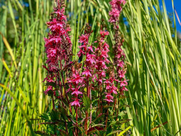 Pink Cardinal Flower