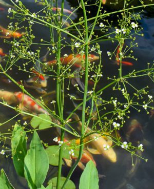 American Water Plantain