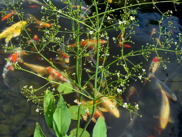 American Water Plantain