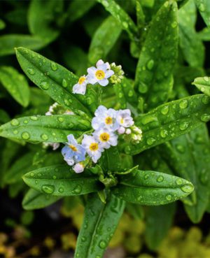 Water Forget-Me-Not