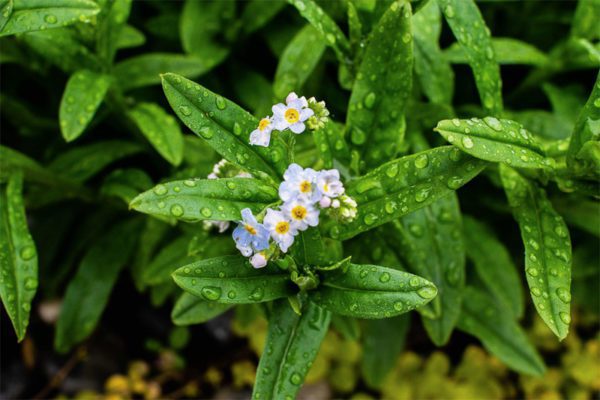 Water Forget-Me-Not