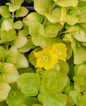 Golden Creeping Jenny