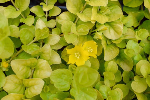 Golden Creeping Jenny