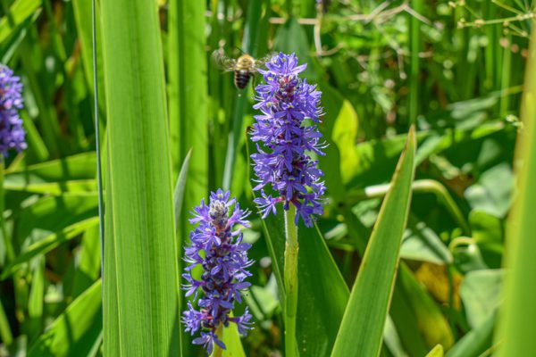 Pickerel Rush