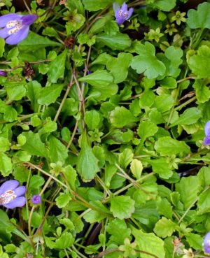 Blue Creeping Mazus