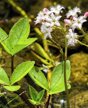 Bog Bean