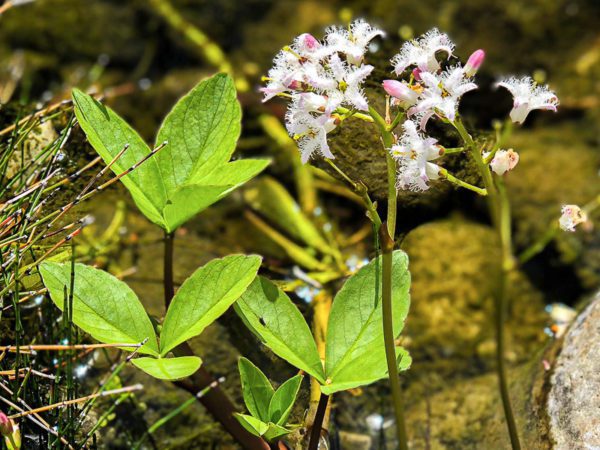 Bog Bean