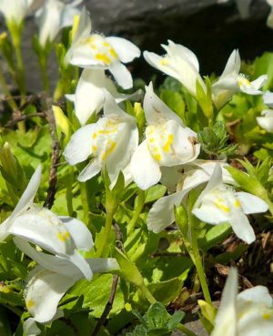 White Creeping Mazus