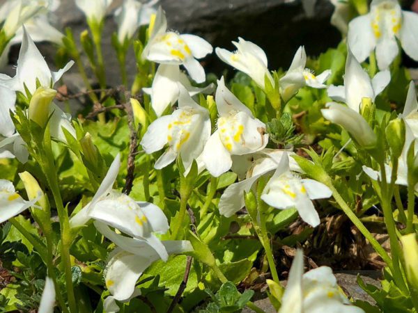 White Creeping Mazus