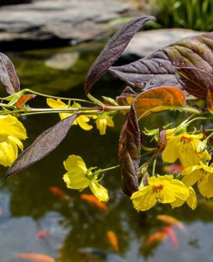 Lysimachia Firecracker