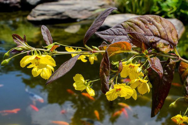 Lysimachia Firecracker