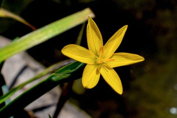 Yellow Eyed Grass