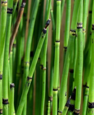 Horsetail