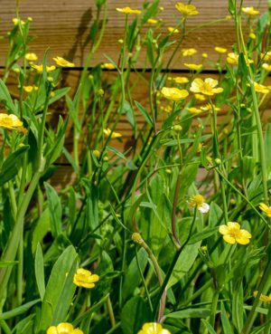 Miniature Spearwort