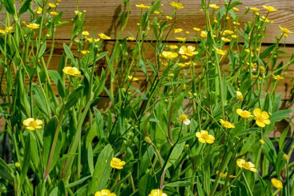 Miniature Spearwort