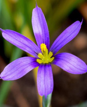 Blue Eyed Grass