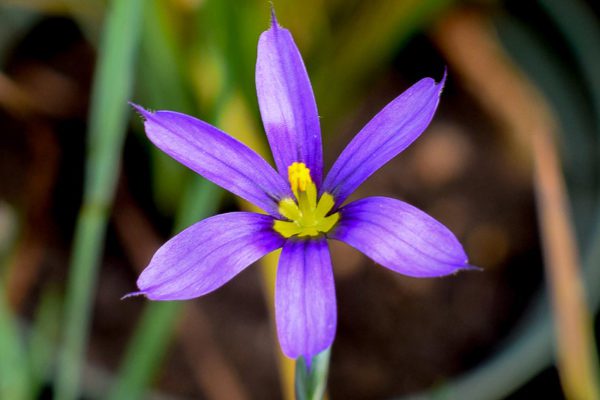 Blue Eyed Grass