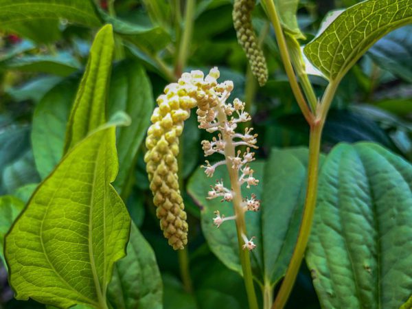 Lizard's Tail