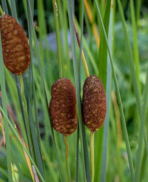 Micro Cattail - Miniature Cattail