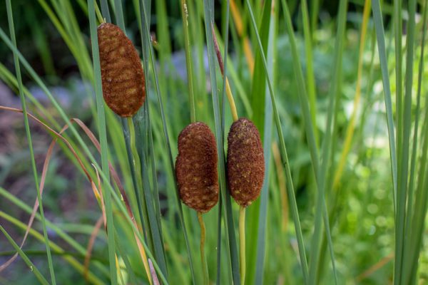 Micro Cattail - Miniature Cattail