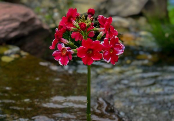 Japanese Primrose