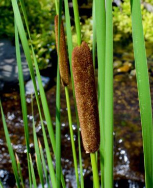 Narrowleaf Cattail