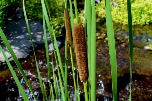 Narrowleaf Cattail