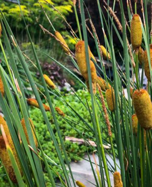 Graceful Cattail