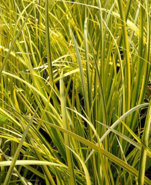 Dwarf Golden Sweet Flag