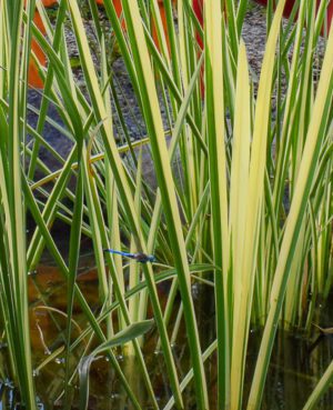 Variegated Sweet Flag