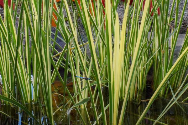 Variegated Sweet Flag