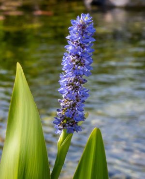 Pickerel Rush