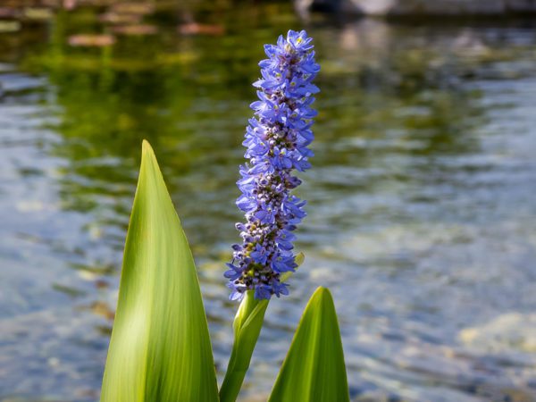 Pickerel Rush