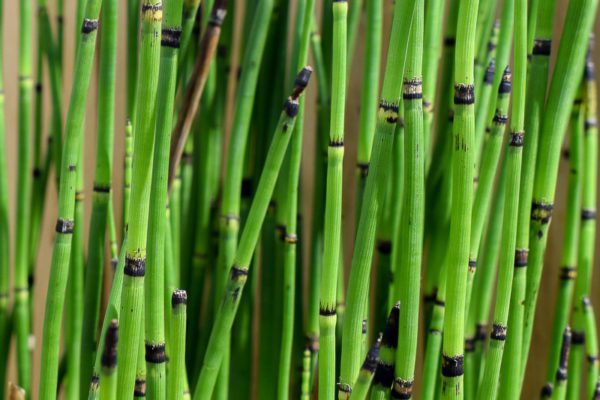 Horsetail