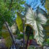 Violet-Stemmed Taro