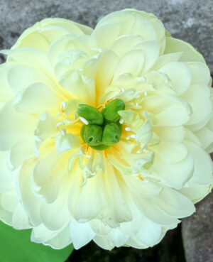 Little Green House Lotus