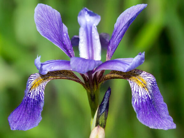 Purple Flame Iris